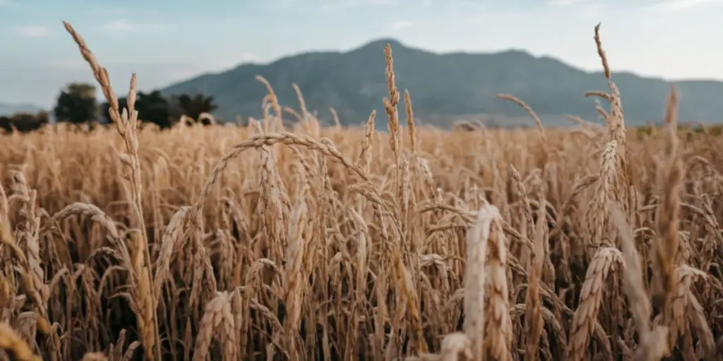 Kharif Crop Outlook: India’s Bumper Harvest Could Ease Food Inflation in 2024-25